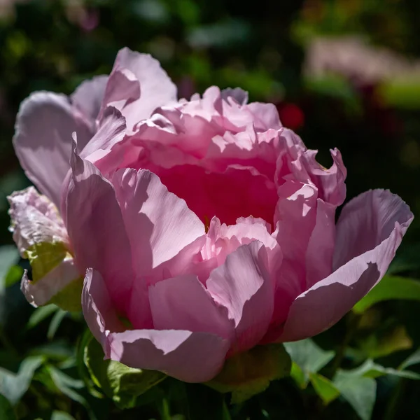 Bloeiende Pioenrozen Tuin — Stockfoto