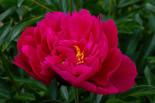 Abundantes Peonías Rosadas Florecientes Jardín Hermosas Flores Peonía — Foto de Stock