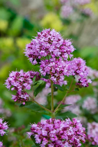 庭のオリガナム オレガノ 自然の背景にオリガナムの下品な花 — ストック写真