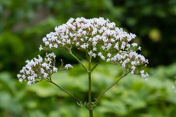 Valeriana Officinalis Garden Flowers Valeriana Officinalis Cultivation Medicinal Plants Garden — Stock Photo, Image