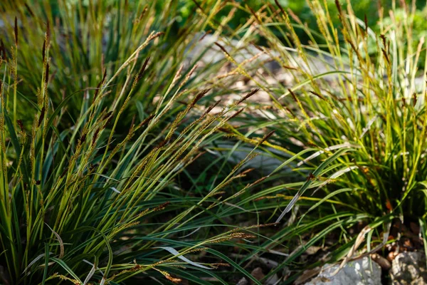 Carex Morrowii Frühlingsgarten — Stockfoto