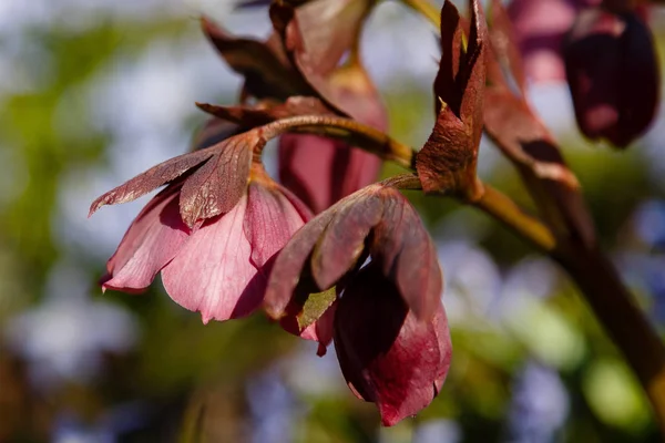 Höllenblume Blüht Garten — Stockfoto