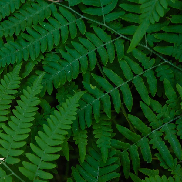 Fundo Tropical Verde Com Plantas Selva Fundo Das Folhas Samambaia — Fotografia de Stock