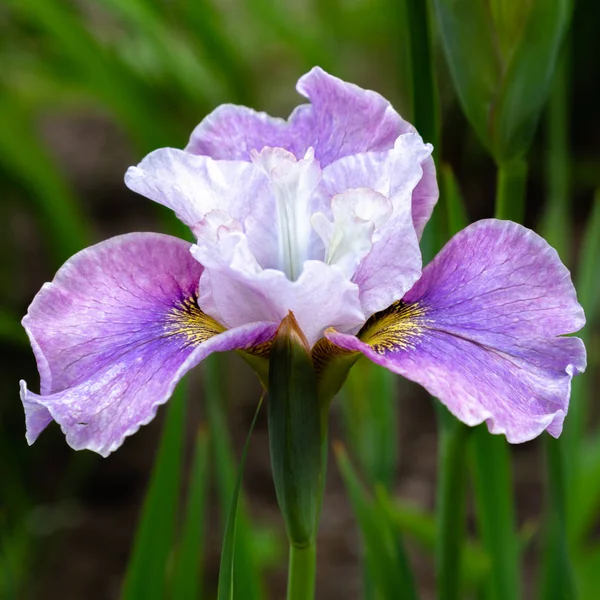 Siberische Iris Bloemen Iris Sibirica Een Groene Achtergrond Tuin — Stockfoto