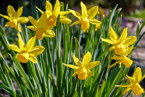 Narcissus Virágok Narcissus Hibrid Tavaszi Kert — Stock Fotó