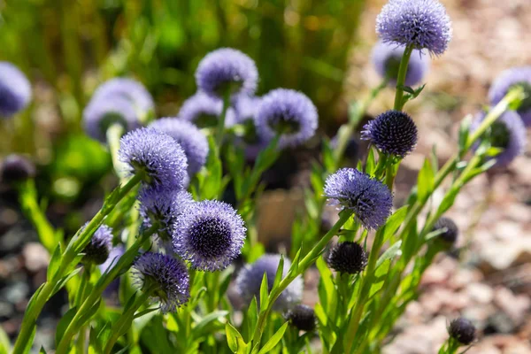 Globularia punctata in rock garden in spring garden