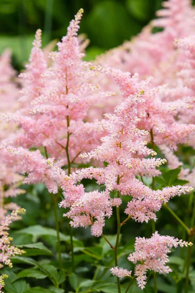 Astilbe japonik bir bahçe. Sahte Spiraea, doğal arkaplanda tuzlanma