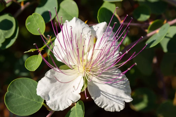 ケーパー低木 カパリスピノサ の花をクローズアップ カペロスの紫と白の花 カパリスピノサ ケッパーブッシュ またフリンダースローズと呼ばれています エキゾチックな花 — ストック写真