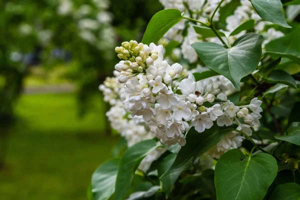 Blommande Lila Syringa Trädgården Vackra Lila Lila Blommor Naturlig Bakgrund — Stockfoto