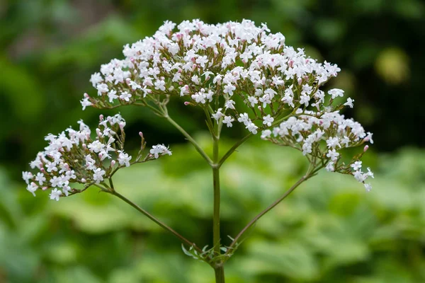 Valeriana officinalis bahçede. Valeriana officinalis çiçekleri. Bahçede şifalı bitkilerin yetiştirilmesi