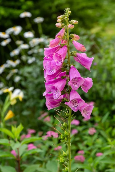 紫花花 花园中的狐狸手套 洋地黄是一种常见的观赏植物和药用植物 也是一种珍贵的蜂蜜植物 — 图库照片