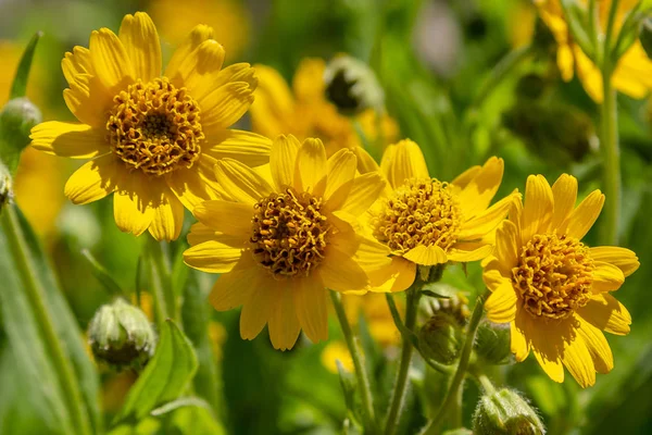 Arnica Foliosa Jardín Flores Amarillas Arnica Foliosa Plantas Medicinales Jardín — Foto de Stock