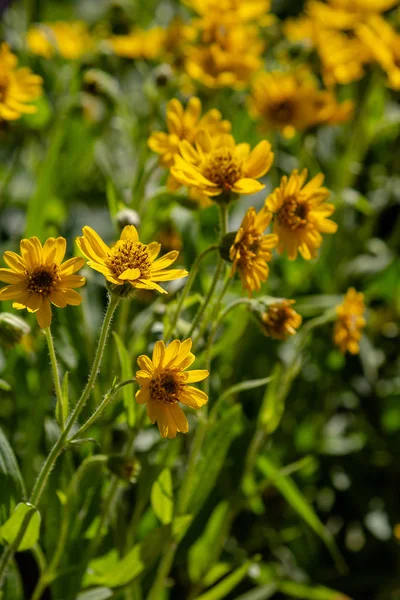 Arnica Zioło Ogrodzie Żółte Kwiaty Arnica Foliosa Rośliny Lecznicze Ogrodzie — Zdjęcie stockowe