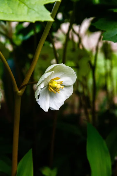 정원에서 메이애플 포도엽 펠타툼 다년생 바베리 가족의 포도피럼 Podophyllum 베르베리다과 — 스톡 사진