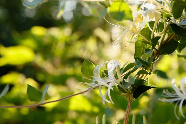 Lonicera Japonica Blanche Caprifolium Perfoliate Fleurs Chèvrefeuille Couverture Sol Chèvrefeuille — Photo