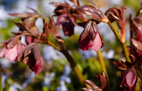 Hellebore Blommar Trädgården — Stockfoto