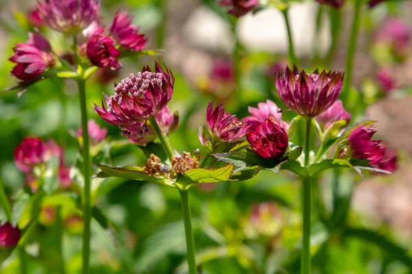 Flowers Astrantia Major Great Masterwort Garden — Stock Photo, Image