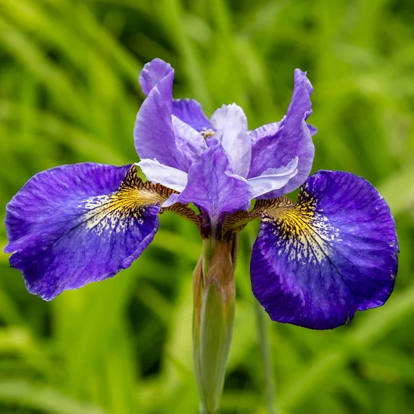 Flores Íris Siberiana Íris Sibirica Fundo Verde Jardim — Fotografia de Stock