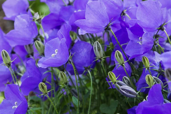 Дзвоники Розлогі Або Поширення Bellflower Рослина Видів Роду Кампакула Цей — стокове фото