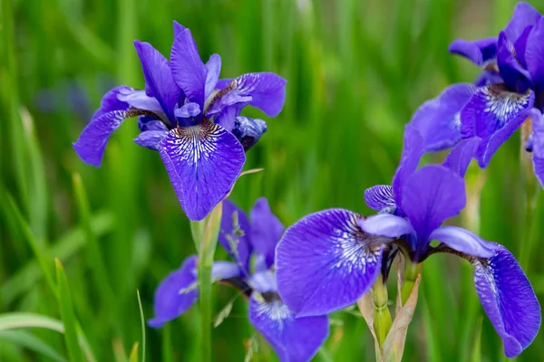 Fiori Iride Siberiana Iris Sibirica Sfondo Verde Nel Giardino — Foto Stock