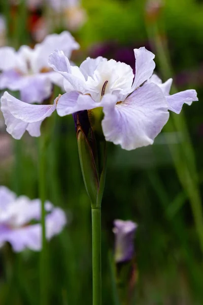 Sibiriska Iris Blommor Iris Sibirica Grön Bakgrund Trädgården — Stockfoto