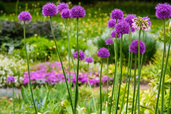 Allium Rotundum Trädgården Växande Uppsvällda Växter Trädgården Honungsväxter Trädgården — Stockfoto