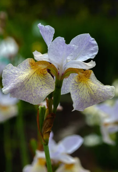 Sibiřské Iris Květy Iris Sibirica Zeleném Pozadí Zahradě — Stock fotografie