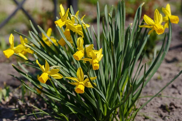 Narciso Flores Narciso Híbrido Jardín Primavera —  Fotos de Stock