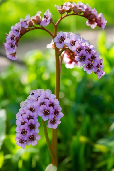 Bergenia Rotblum Spring Garden Pink Flower Bergenia Elephant Ear Badan — Stock Photo, Image