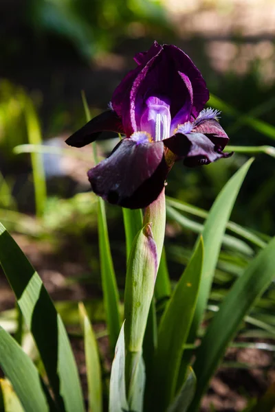 Sommergarten Xiphium Ist Eine Mehrjährige Knollenpflanze — Stockfoto