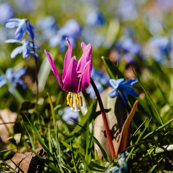 Flowers Erythronium Spring Garden Perennial Herbaceous Bulbous Plant Genus Lily — Stock Photo, Image