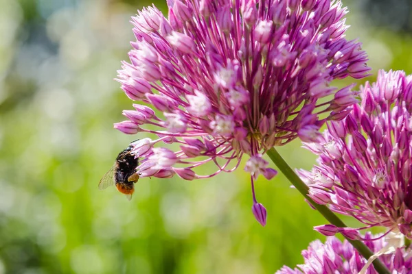 Allium Rotundum Garden Growing Bulbous Plants Garden Honey Plants Garden — Stock Photo, Image