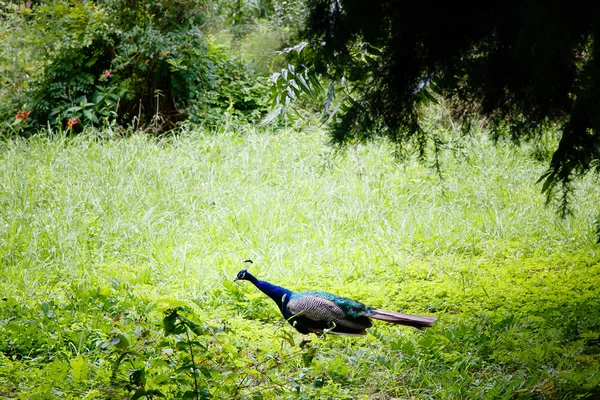 Peacock Caminando Parque — Foto de Stock
