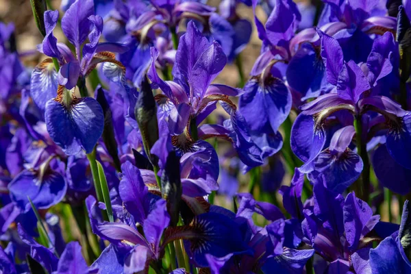 Yaz Bahçesinde Xiphium Xiphium Çok Yıllık Soğanlı Bitkidir — Stok fotoğraf