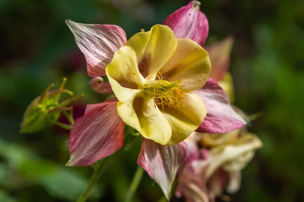 Aquilegia Coerulea Dans Jardin Printemps Fleurs Bleues Aquilegia Fond Naturel — Photo