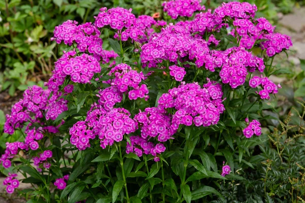 Цветы Dianthus Саду Зеленом Фоне — стоковое фото