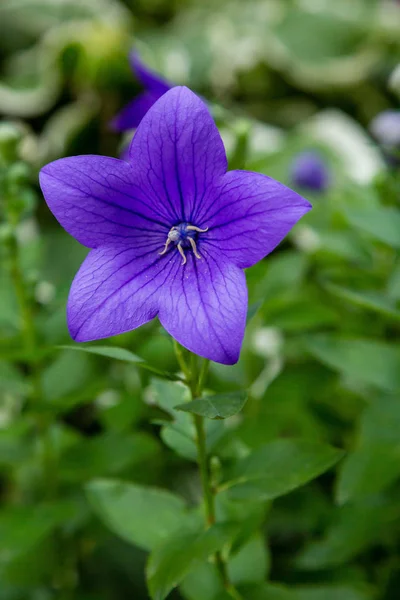 플라티코돈 그랜디플로루스 보라색과 정원에서 플라티코돈의 파란색 캄파눌라 클로즈업 — 스톡 사진