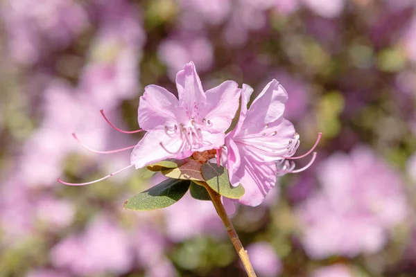 春の庭で開花ロドデンドロン — ストック写真