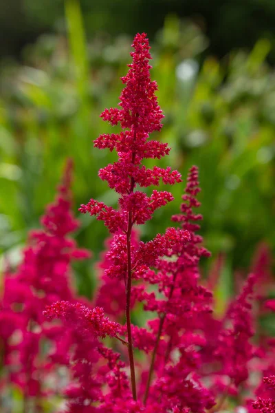 Astilbe Japonic Garden False Spiraea Salsify Natural Background — Stock Photo, Image