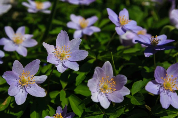 Japanse Anemone Bloeit Tuin Bloeiende Japanse Anemonen — Stockfoto