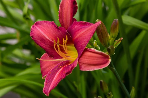 庭の開花日 夏の庭でヘメロカリを開花 日の出の美しい花 — ストック写真