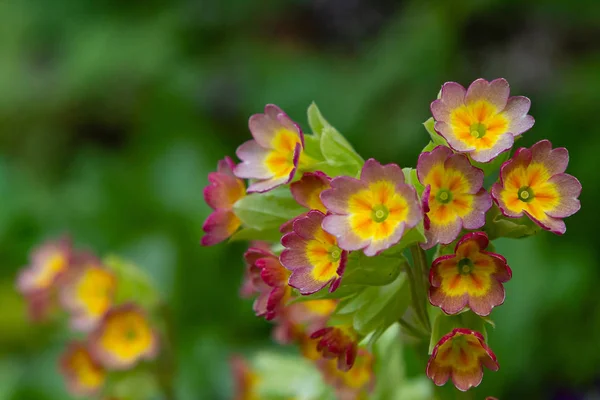 Bahar Bahçesinde Çiçek Açan Primula Çiçekleri — Stok fotoğraf