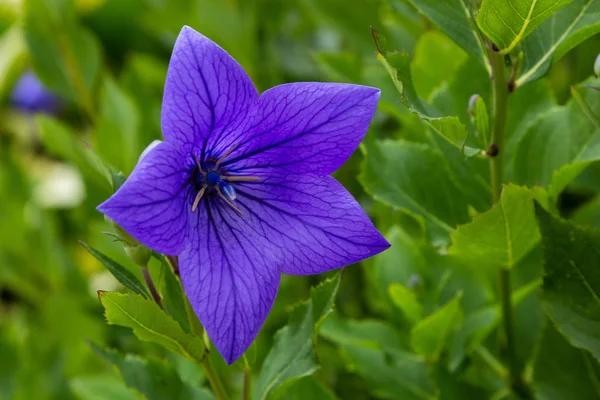 Platycodon Grandiflorus Або Повітряна Квітка Квіти Platycodon Літньому Саду — стокове фото