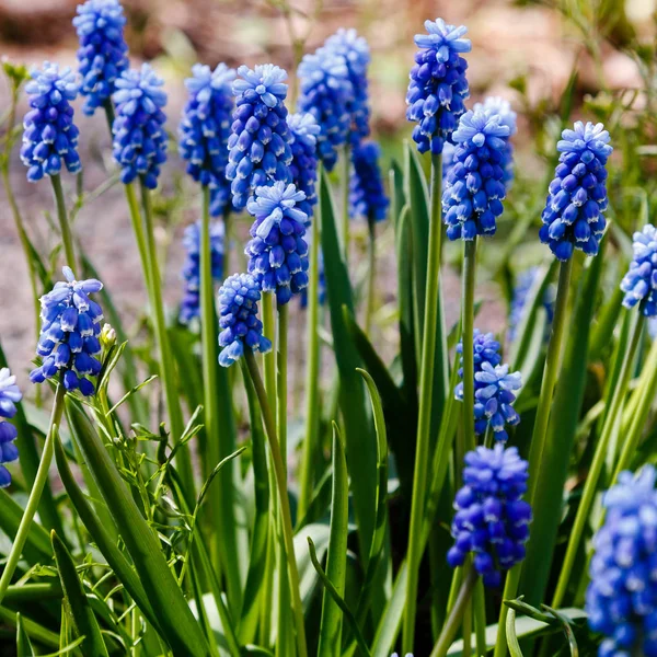 Muscari Flowers Muscari Armeniacum Grape Hyacinths Spring Flowers Blooming April — Stock Photo, Image