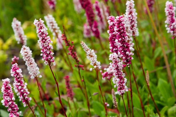 Polygonum Offine Jardín Flores Polygonum Offine Plantas Medicinales Jardín — Foto de Stock