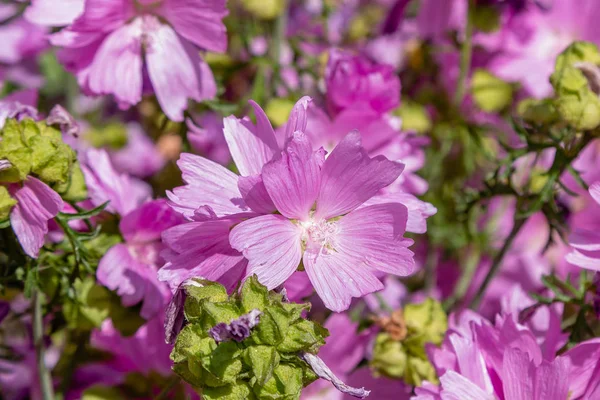 Malva Moschata Giardino Fiori Rosa Malva Moschata — Foto Stock