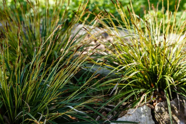 Carex Morrowii Nel Giardino Primaverile — Foto Stock