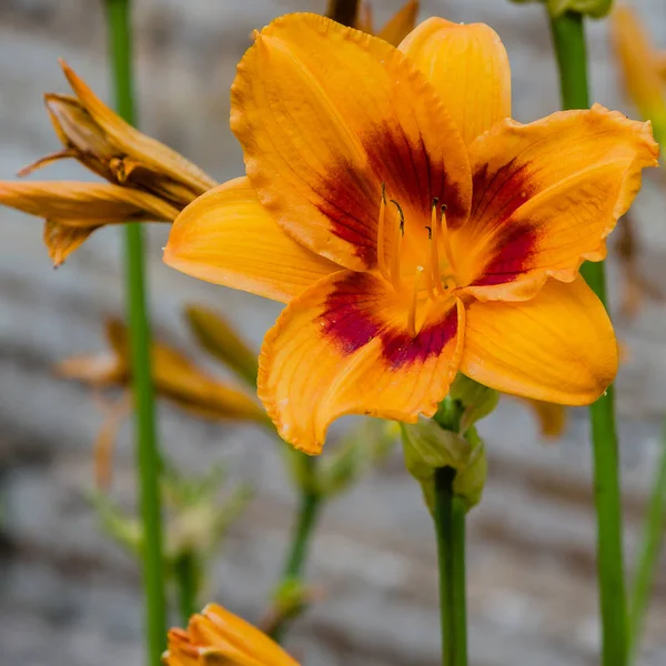 庭の開花日 夏の庭でヘメロカリを開花 日の出の美しい花 — ストック写真