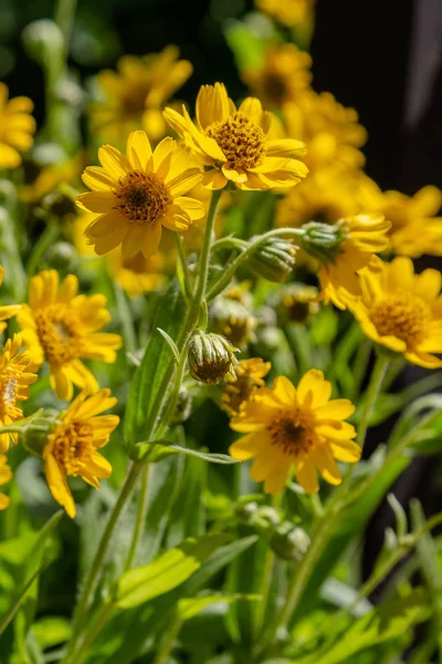 Arnica Foliosa Jardim Flores Amarelas Arnica Foliosa Plantas Medicinais Jardim — Fotografia de Stock