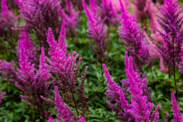 Astilbe japonik bir bahçe. Sahte Spiraea, doğal arkaplanda tuzlanma